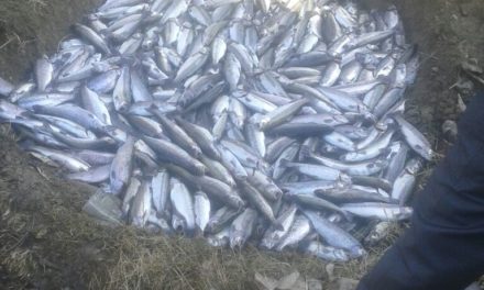 Over 15,000 trout fish die due to poisonous chemical ‘sprayed’ in North Kashmir stream