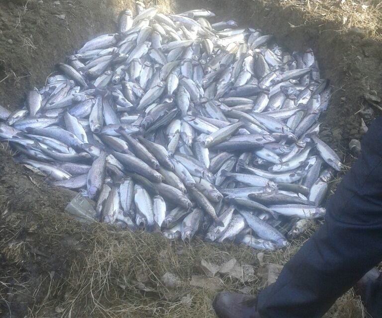 Over 15,000 trout fish die due to poisonous chemical ‘sprayed’ in North Kashmir stream
