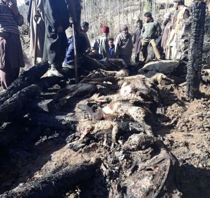 55 sheep, goats charred alive in fire at Lolab