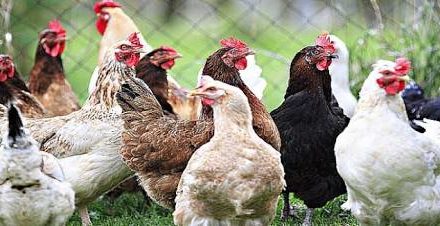 Govt advisory: No antibiotics to poultry 72 hours before sale