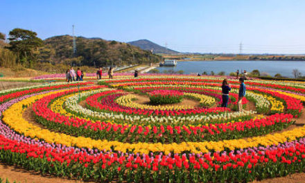 Free wifi, other facilities at Jammu and Kashmir Tulip Garden this year