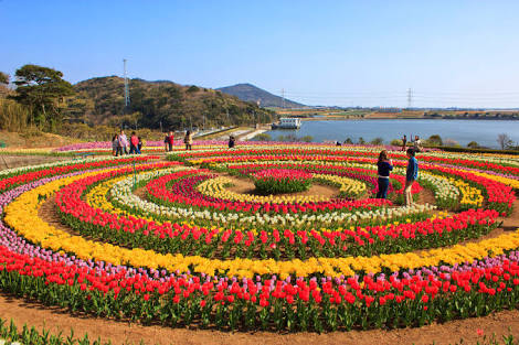 Free wifi, other facilities at Jammu and Kashmir Tulip Garden this year