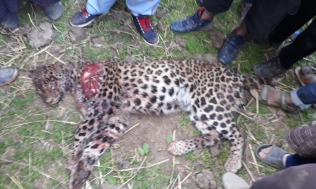 Man kills leopard to save his children in Kupwara village