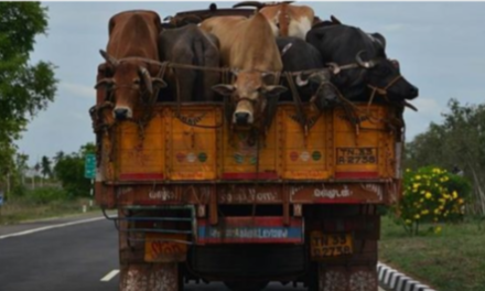 Truck Carrying Bovine To Kashmir Set Ablaze In Ramban