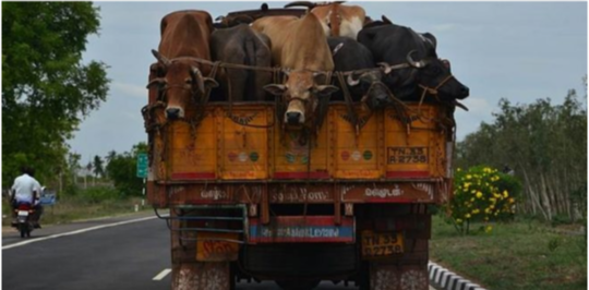 Truck Carrying Bovine To Kashmir Set Ablaze In Ramban