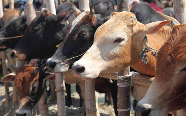 One dozen of cows stolen by the thieves during the night at Brah village of Shangus, Anantnag