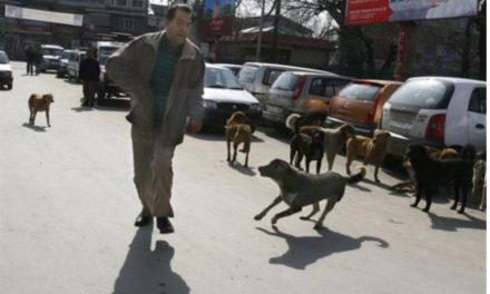 Stray dogs continue to make life of Srinagarties miserable, ‘SMC fails to act’