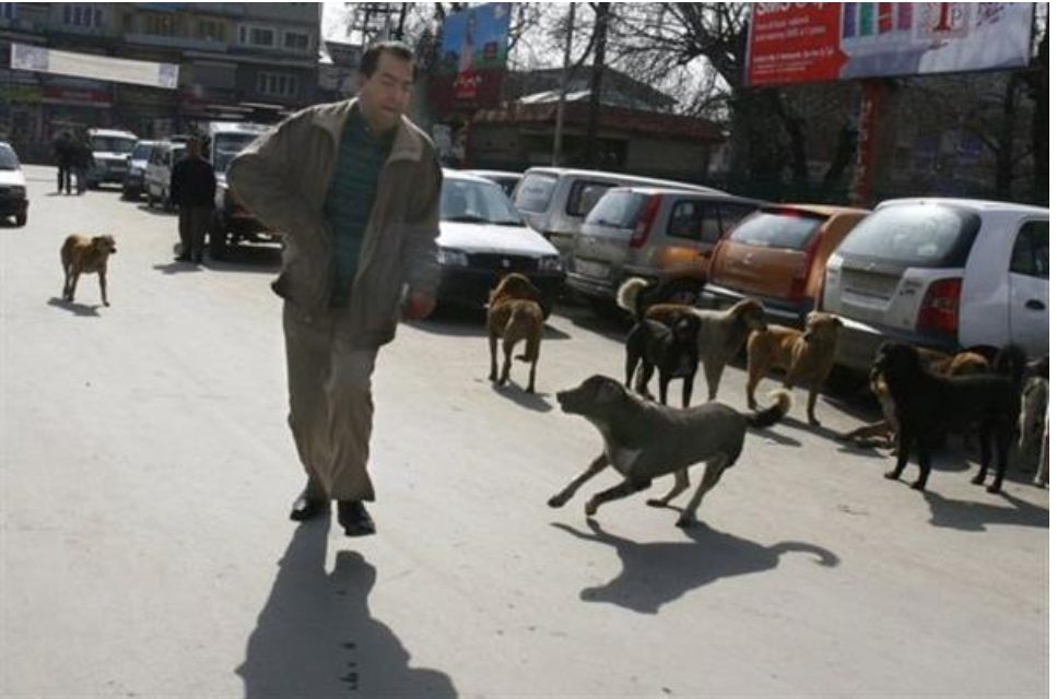Stray dogs continue to make life of Srinagarties miserable, ‘SMC fails to act’