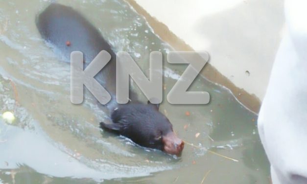 Bear rescued from water tank in Gutlibagh Ganderbal