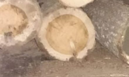 Illicit Timber Seized In Budgam