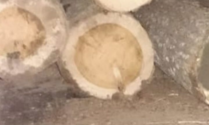 Illicit Timber Seized In Budgam