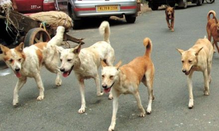 Stray dogs strike in Baramulla, 21 persons injured, hospitalized