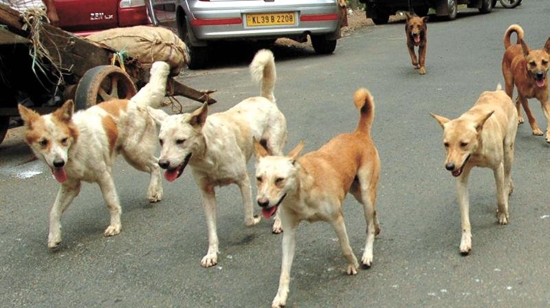 Stray dogs strike in Baramulla, 21 persons injured, hospitalized