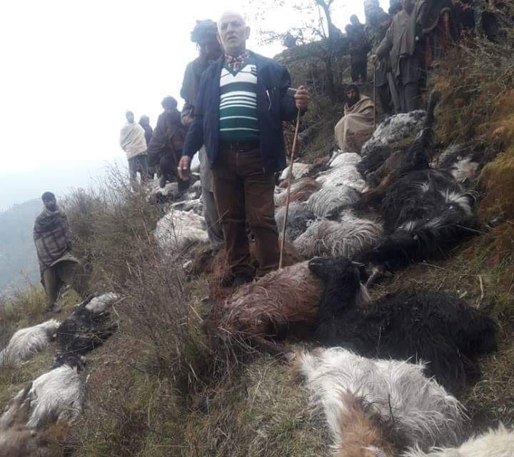 Over 100 goats, sheep dead as lightning strikes Thanamandi village in Rajouri district