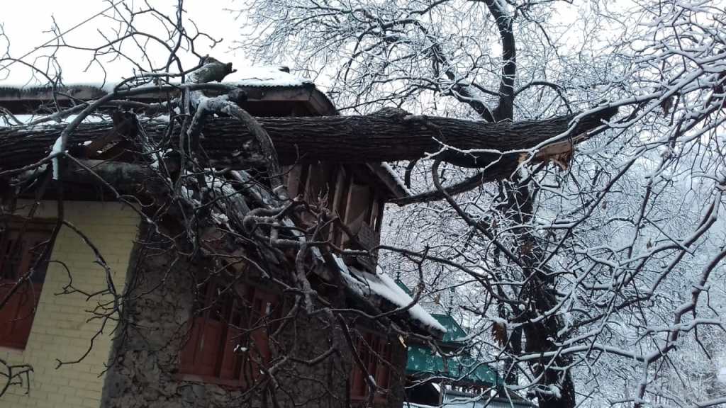 Snow aftermath : Walnut tree falls on residential house in Uri