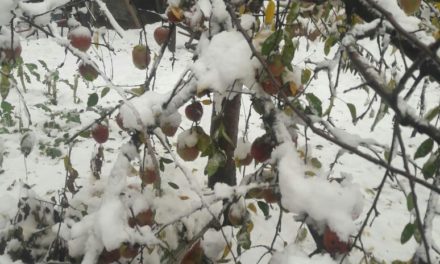 Snowfall of Nov 3/4 declared Special Natural Calamity