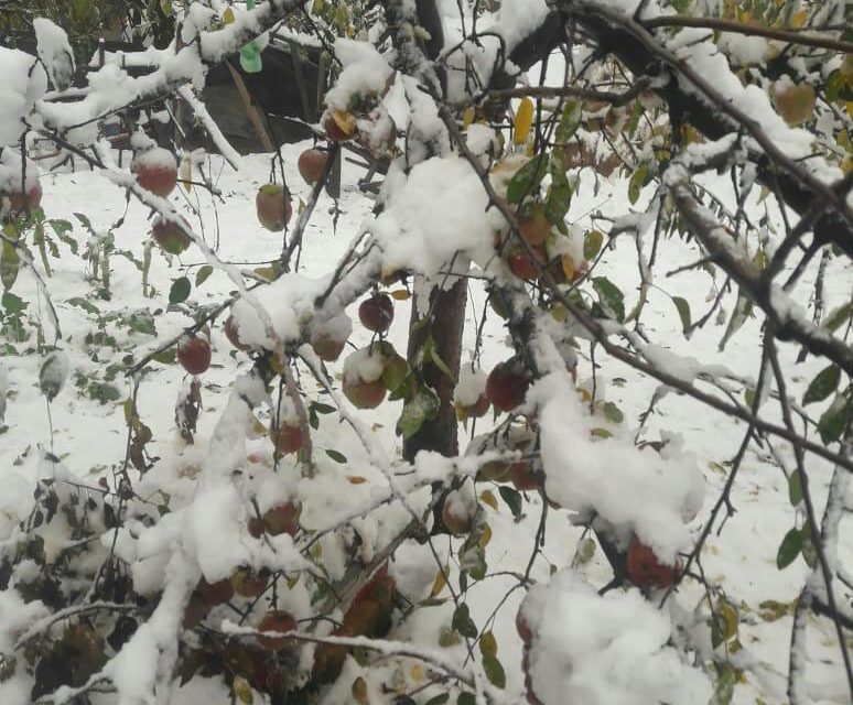 Snowfall of Nov 3/4 declared Special Natural Calamity
