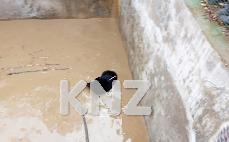 Bear rescued from water tank in Babawayil Ganderbal