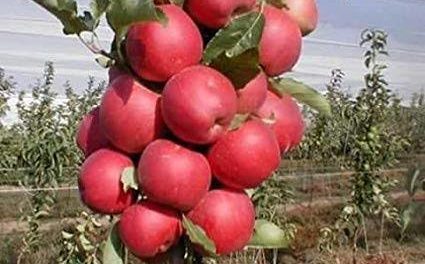 Unknown miscreants chop off two dozen apple trees in Kulgam