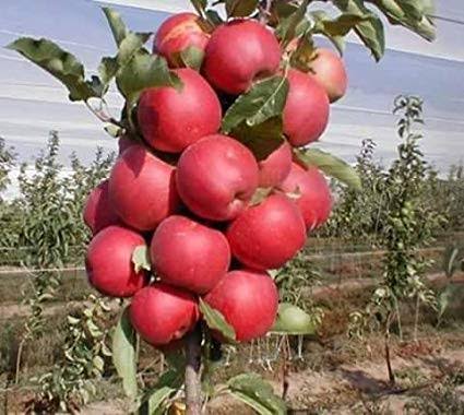 Unknown miscreants chop off two dozen apple trees in Kulgam