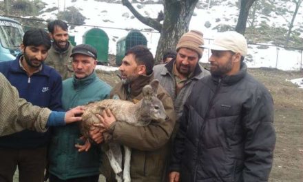 Rare musk deer captured alive in central Kashmir’s Kangan