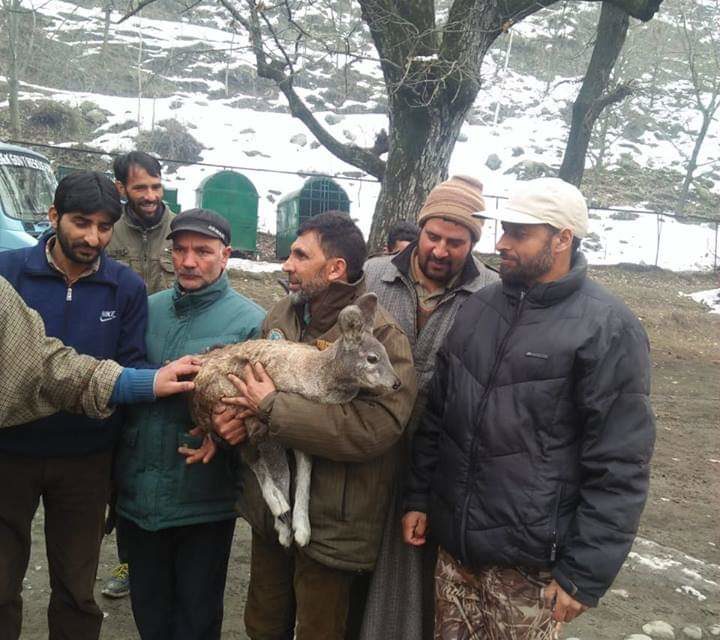 ﻿Rare musk deer captured alive in central Kashmir’s Kangan