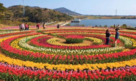 12 lakh Tulip bulbs planted in Asia’s largest Tulip garden this year
