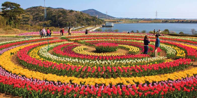 12 lakh Tulip bulbs planted in Asia’s largest Tulip garden this year