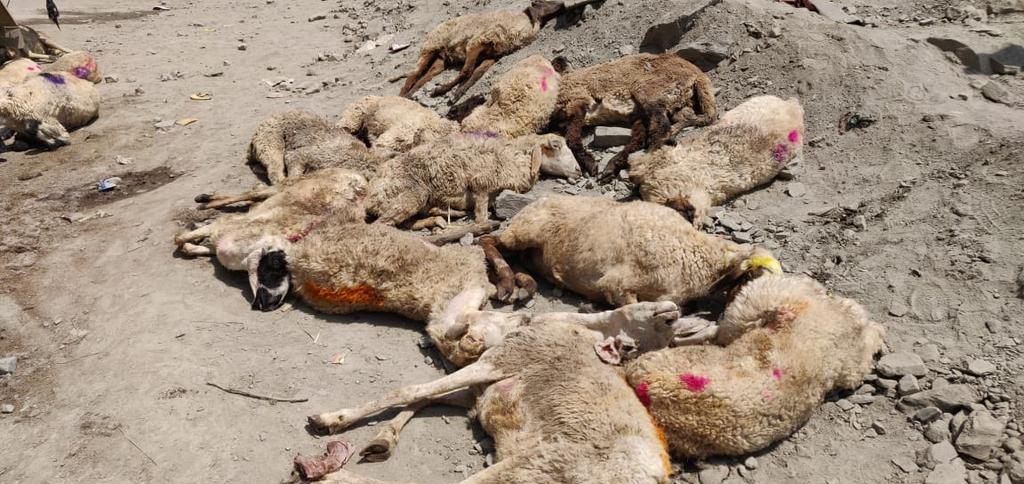 Many livestock die amid highway closure, Mutton dealers suffer huge loss
