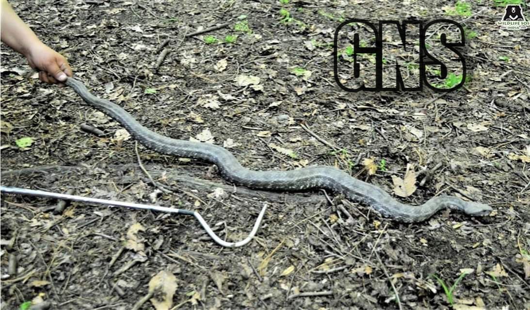 Venomous snake found near Omar Abdullah’s residence
