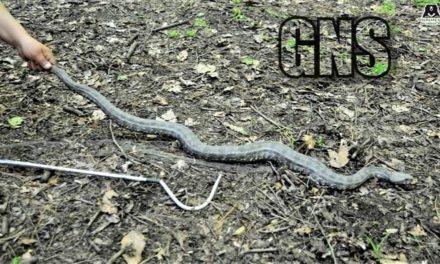 Venomous snake found near Omar Abdullah’s residence