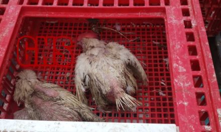 Two persons arrested for selling dead chicken in Kupwara