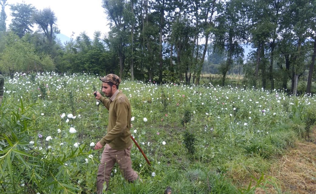 Anantnag police continues drive against contraband cultivation