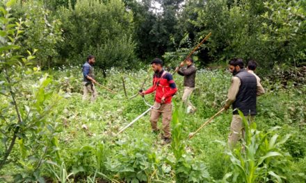 Police launches extensive drive against poppy cultivation in Anantnag