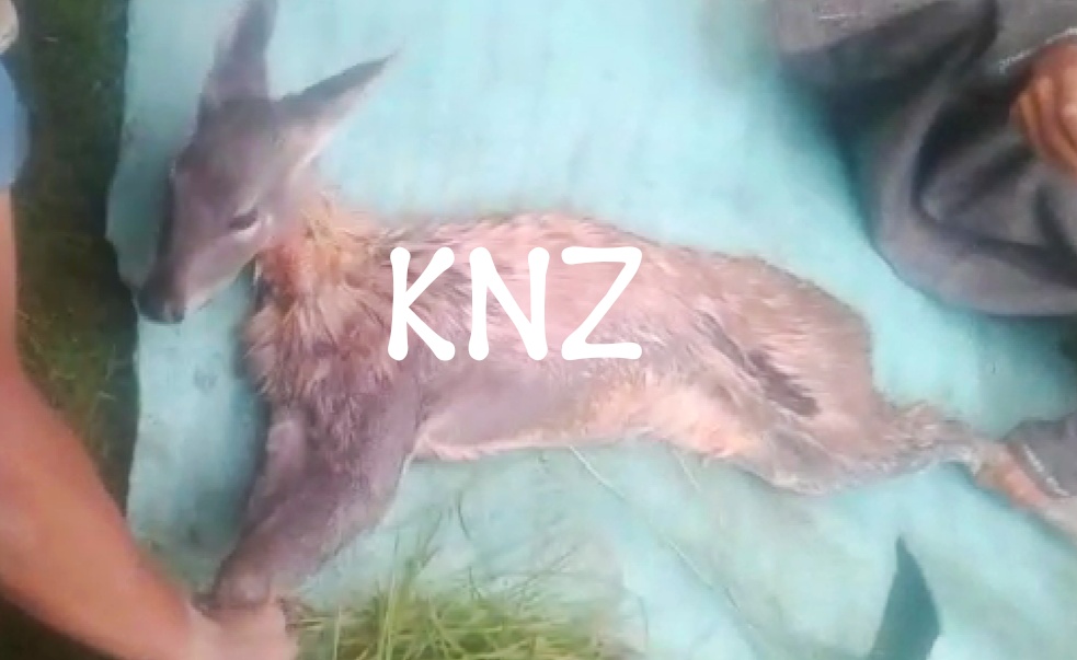 Musk deer captured alive in Chattergul Kangan; shifted to Dachigam National Park