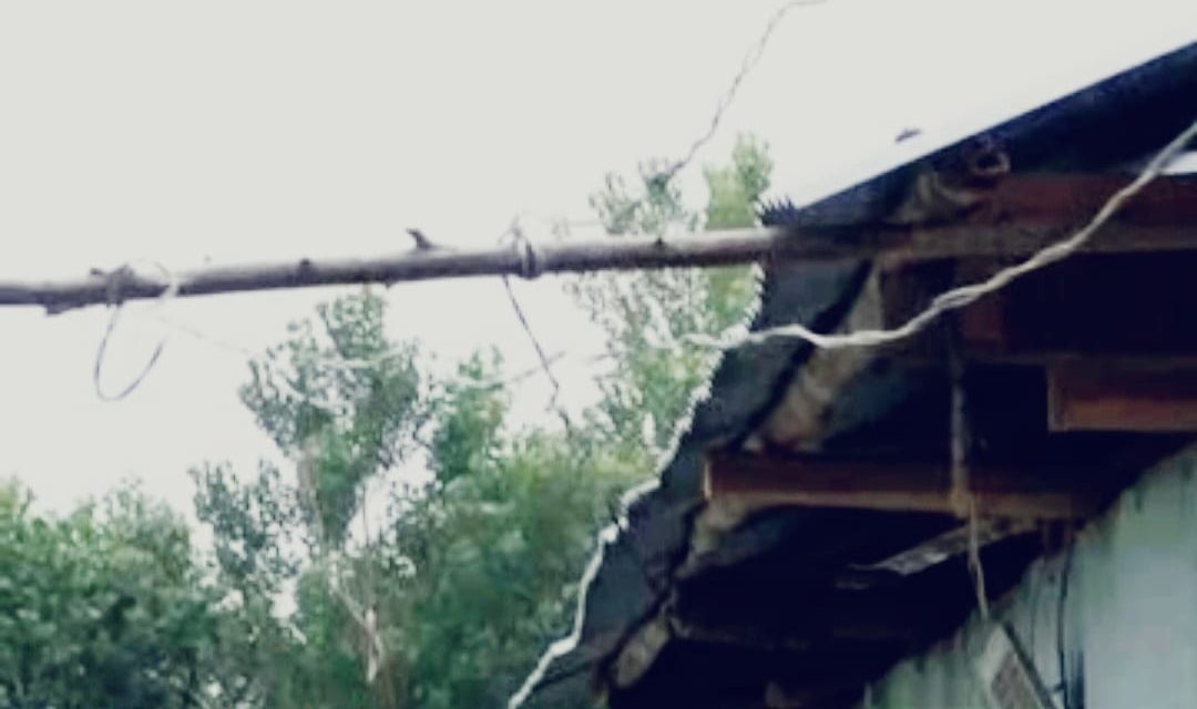 Hanging electricity wires on tree branches poses serious threat to residents  in Kachan Ganderbal