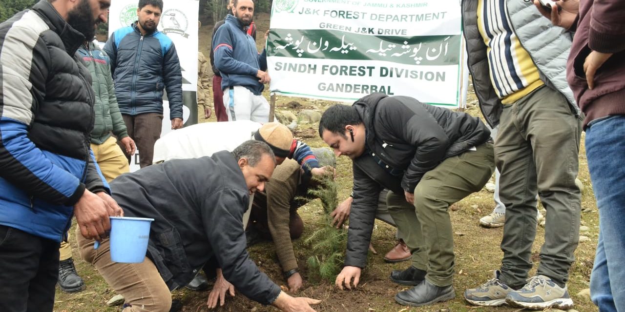 Forest department starts plantation drive in Ganderbal