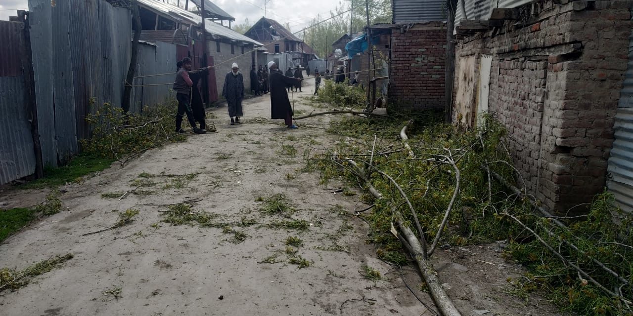 Covid-19: preventive measures Baharabad Hajin  village starts axing of female Russian poplar trees