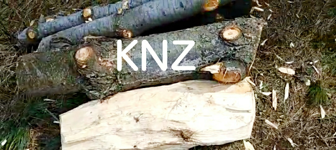 COVID-19:Taking advantage of lockdown smugglers on rampage in forests of Urpash and Gutlibagh.