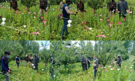 Police launches destruction drive of poppy cultivation in Bandipora and Ganderbal; Two arrested