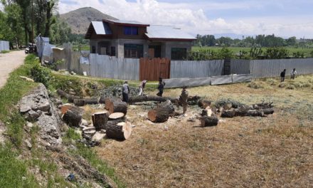Locals Aghast over Chopping down of Willows without auction in Naninara Sumbal