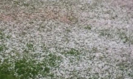 Hailstorm wreaks havoc in Tral villages, destroy crops & fruits