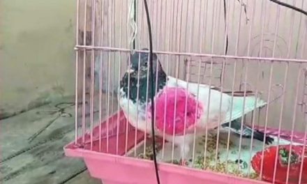 Suspected ‘Spy’ pigeon from Pakistan captured along IB in Kathua