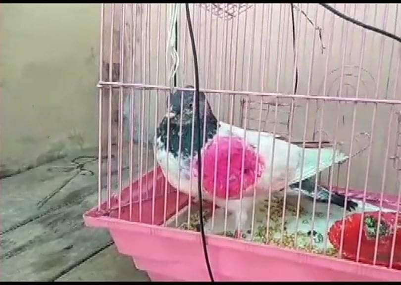 Suspected ‘Spy’ pigeon from Pakistan captured along IB in Kathua