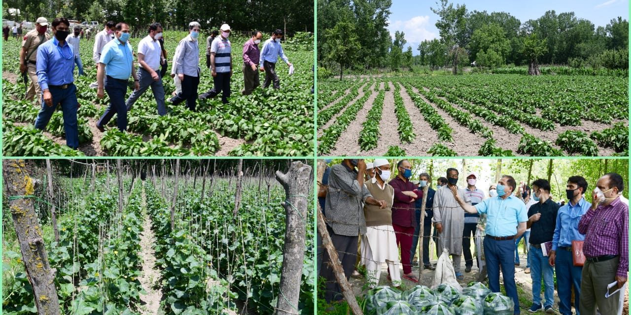 73 hectors of land developed as organic vegetable village at Pati Shallabugh ,DC inspects the farm site