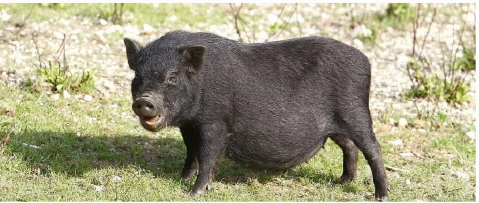 Officials’ sound alarm as ‘Pig’ numbers reach to over 100 in Baramulla