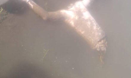 Man’s body without head, legs, right-hand found in Sumbal