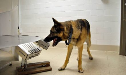 Dogs can sniff out Corona virus infections, Study shows