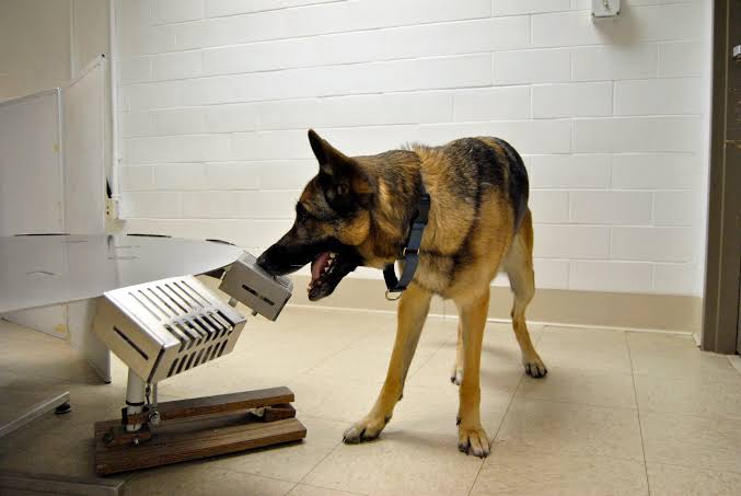 Dogs can sniff out Corona virus infections, Study shows