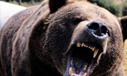 Bear appears in Srinagar outskirts Attacks duo, shifted to hospital
